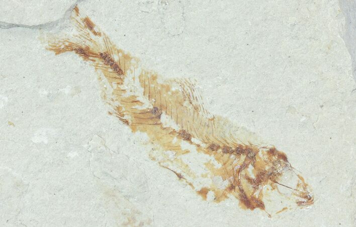 Bargain, Cretaceous Fossil Fish - Lebanon #70011